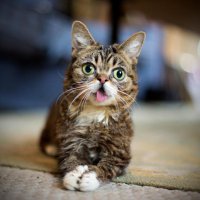 Вечный котенок Lil Bub