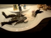 Кролик принимает ванну