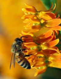 Что делать при укусе пчелы или осы