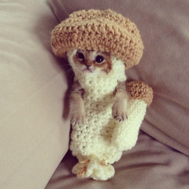 Новая звезда интернета - котенок в костюме грибочка