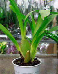 Уцененные орхидеи: как выбрать растение