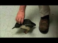 Пингвин боится щекотки