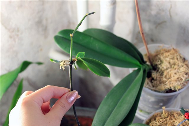 Как отсадить детку орхидеи