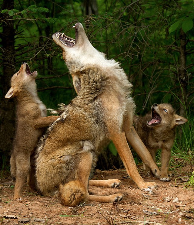 Волчье семейство