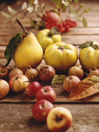Как снимать урожай яблок и груш