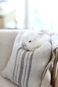 Кролик спит