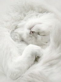 Характер кошки и ее окрас: белая кошка