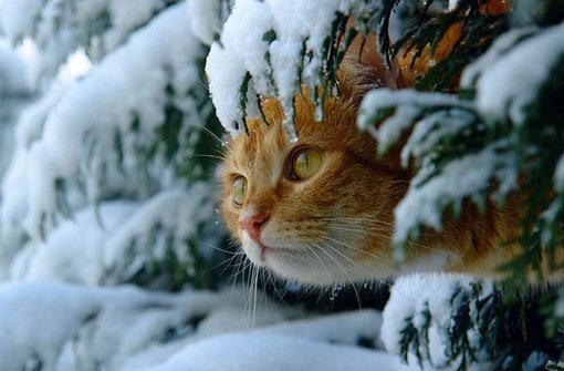Характер кошки и ее окрас: рыжая кошка