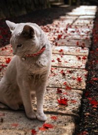 Характер кошки и ее окрас: серая кошка