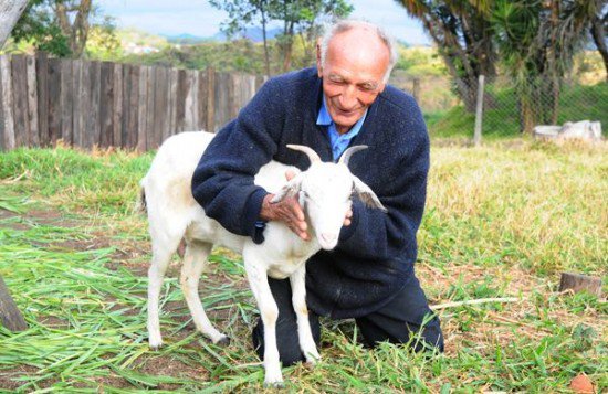 Странный брак: 74-летний дедушка и коза