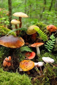 Народные способы проверить грибы на съедобность