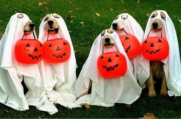 Костюм привидения для собаки на Хэллоуин