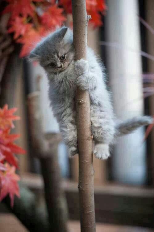 Почему кошки мяукают, взобравшись на дерево?
