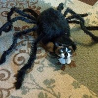 Животинка к Хэллоуину готова: кошка-паук