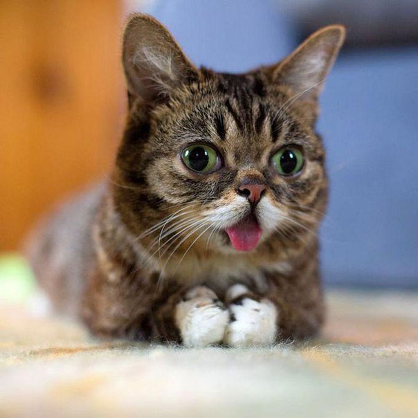 Языкастая кошка Lil Bub
