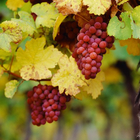 Как посадить виноград осенью