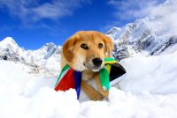 Рупи - собака-альпинист
