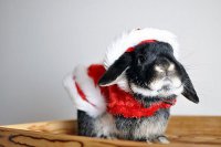 Кролик готовится к Новому году