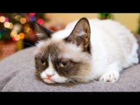 Реклама Friskies «Hard To Be a Cat at Christmas»