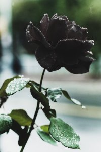 Черные розы Halfeti