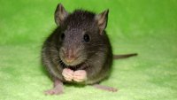 Какие витамины давать декоративной крысе