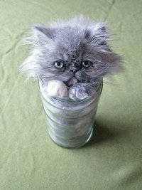 Жидкий кот