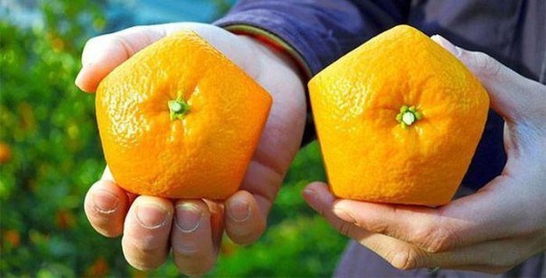 Японские пятиугольные апельсины