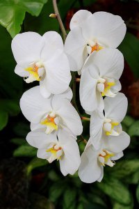 Виды орхидей: фаленопсис амабилис (приятный)
