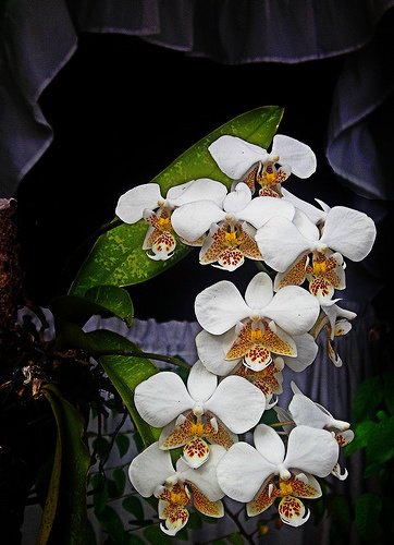 Виды орхидей: фаленопсис Шиллера