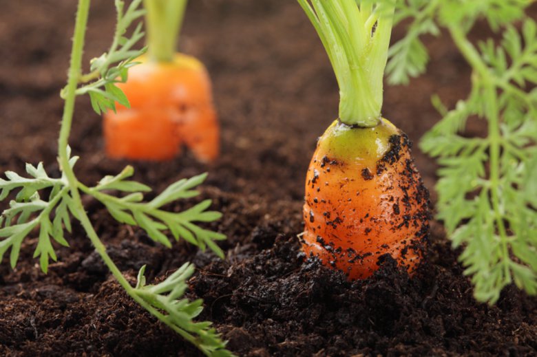Выращивание моркови: как бороться с морковной мухой