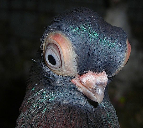 Непривычные голуби: будапештский короткоклювый голубь (турман)