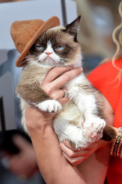 Grumpy Cat сидел в первом ряду на церемонии MTV Movie Awards 2014