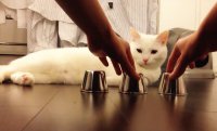 Игра в наперстки с котом
