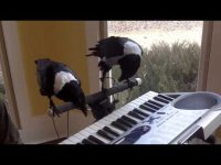 Вороны играют на пианино