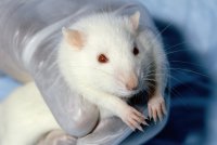 Почему крысы чаще всего используются в качестве лабораторных животных?