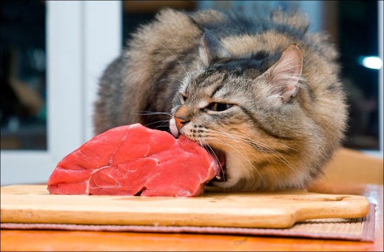 Вредно ли животным есть сырое мясо?