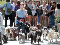 Дэниел Рэдклифф в окружении десятка собак