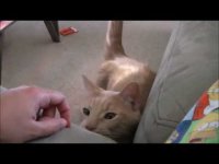 Самый настойчивый и самый вежливый кот в мире