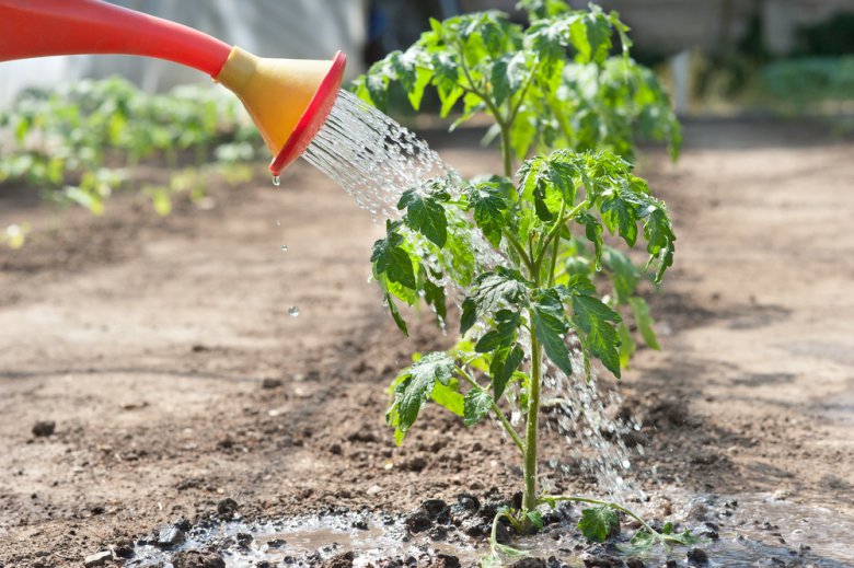 Как поливать рассаду помидоров