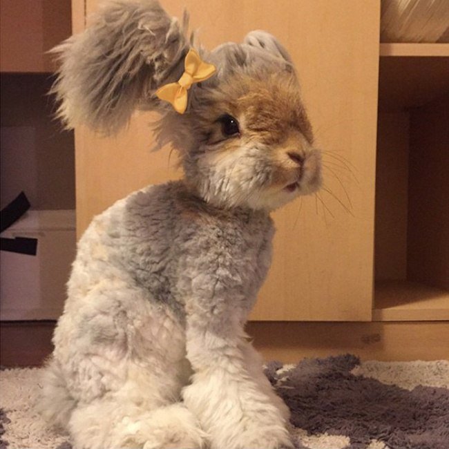 Кролик Валли - кролик с очень необычными ушками