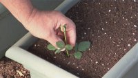 Суперсредство для проращивания роз из черенков
