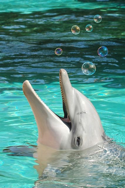 И все-таки дельфины разумные