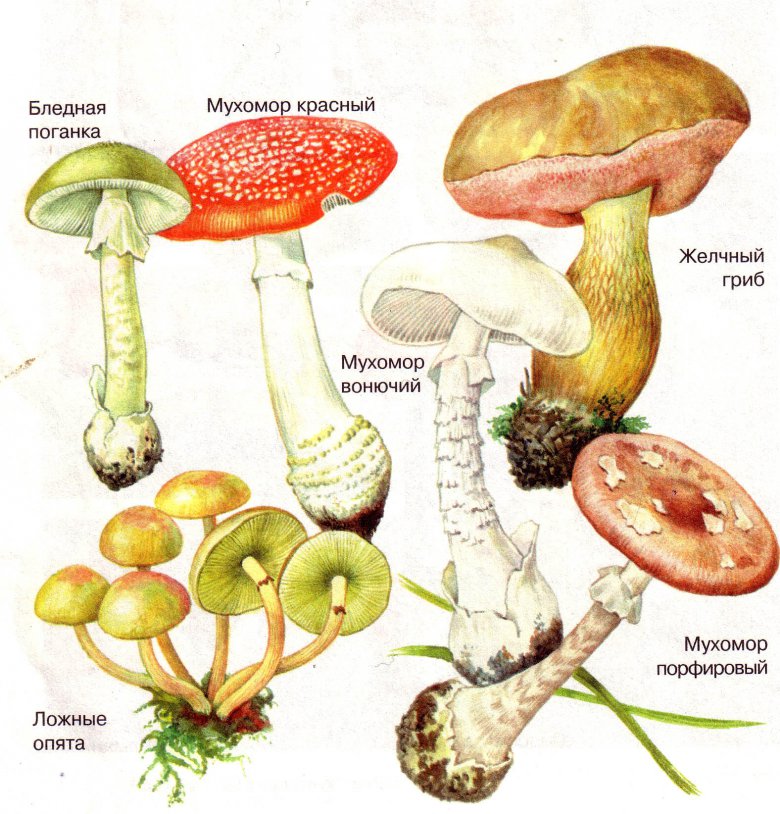 Самые распространенные ядовитые грибы