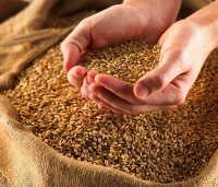 Пшенично-ячменный тест, или как определяли беременность в Древнем Египте