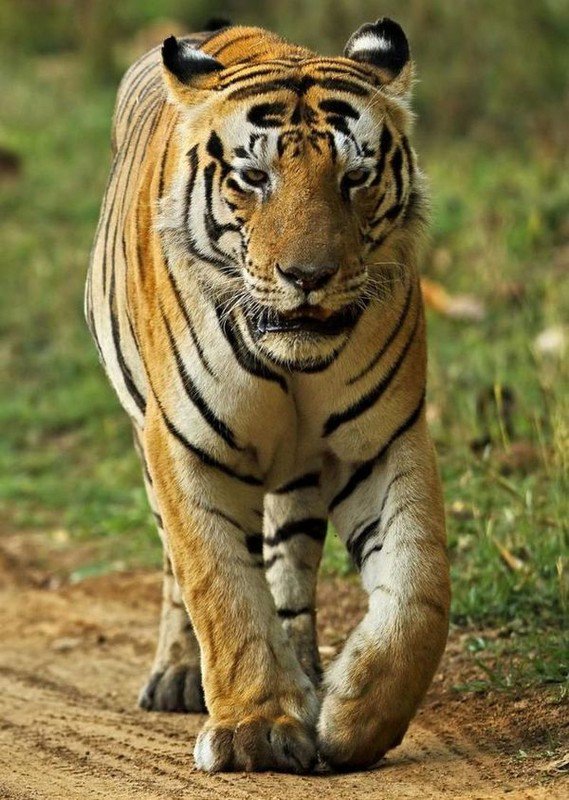Что необычного в этом тигре?