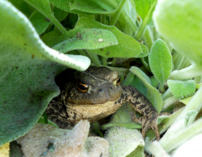 Польза от жаб в саду