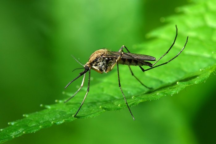 Как защититься от укусов комаров